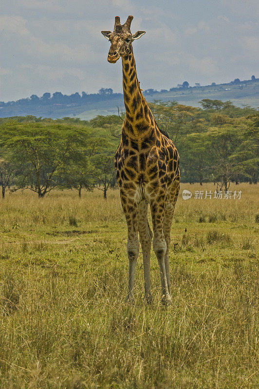 罗斯柴尔德长颈鹿(Giraffa camelopardalis rothschildi)是最濒危的长颈鹿亚种之一，野生长颈鹿只有几百只。纳库鲁湖国家公园，肯尼亚。散步。